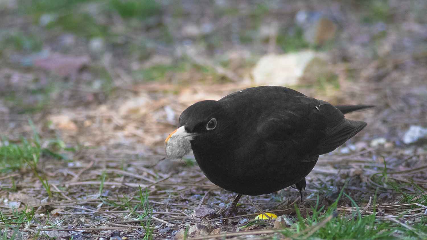 Eurasian Blackbird